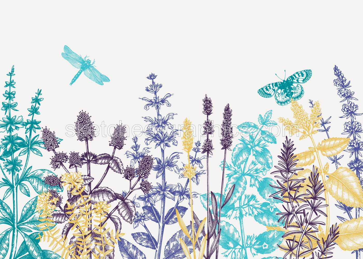 Hand sketched summer herbs background in colors Mints and balms plants design. Vintage herbs, wild flowers, weeds hand drawings. Herbal tea ingredients template.  Illustration